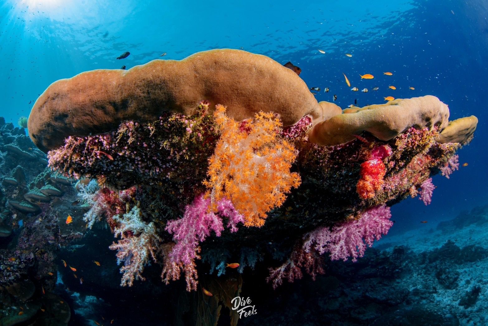 Underwater photography 6