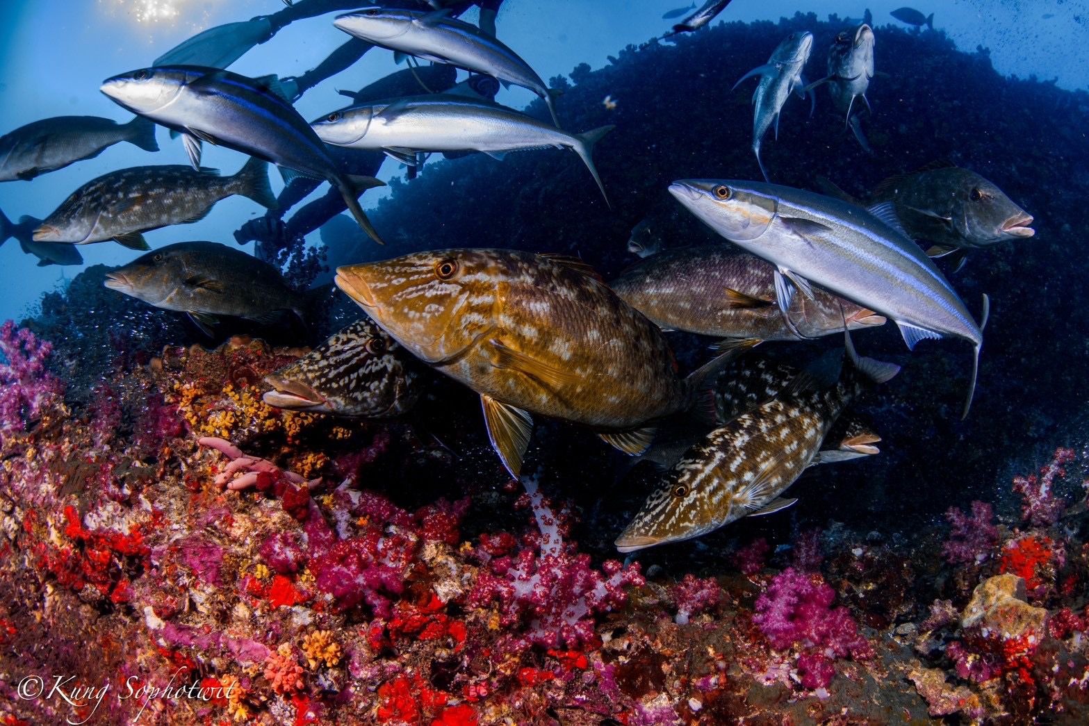 Underwater photography 7